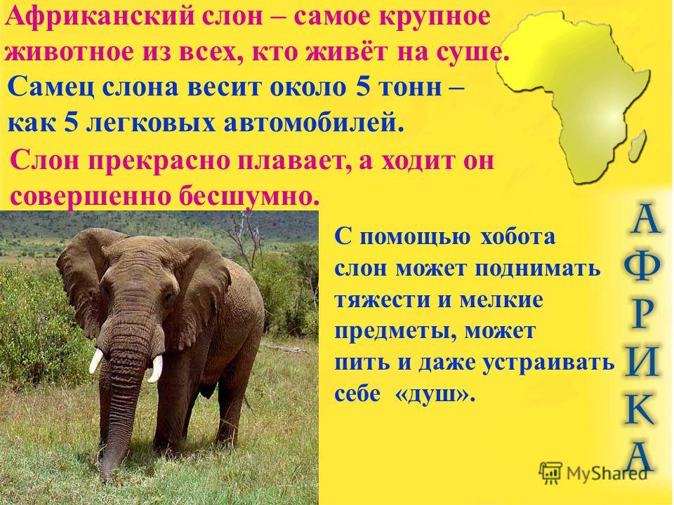 Африканские и индийские слоны 1 класс. Африканский слон описание. Слон краткая информация. Доклад про слона 1 класс. Презентация слоны 1 класс.