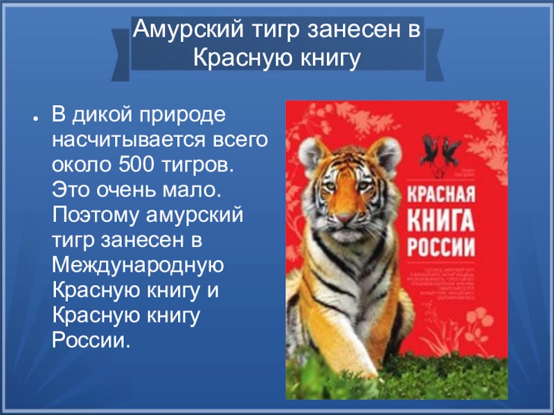 Про красного тигра. Амурский тигр красная книга краткое описание. Рассказ про Амурского тигра. Животные занесенные в международную красную книгу Амурский тигр. Лигр заносен в красную книгу.