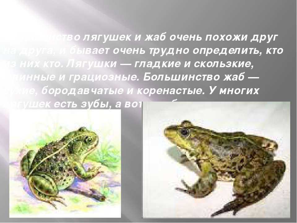 Сходство лягушки и жабы 2. Отличие Жабы от лягушки. Сходство лягушки и Жабы 2 класс окружающий мир. Похожие и разные лягушки и Жабы. Похожие но разные лягушка и жаба.