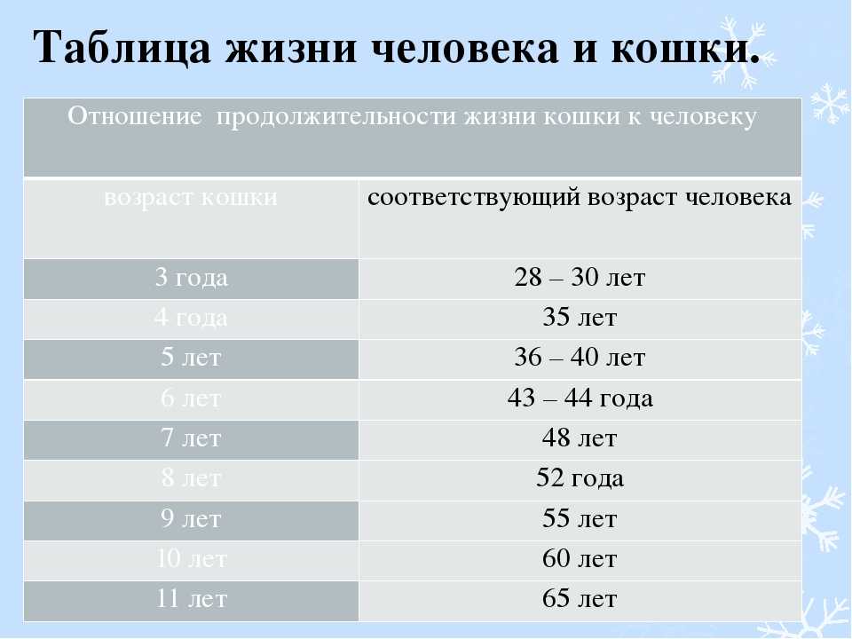 Сколько лет жизни у кошек