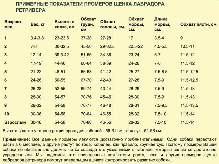 Какими кашами можно кормить щенка лабрадора