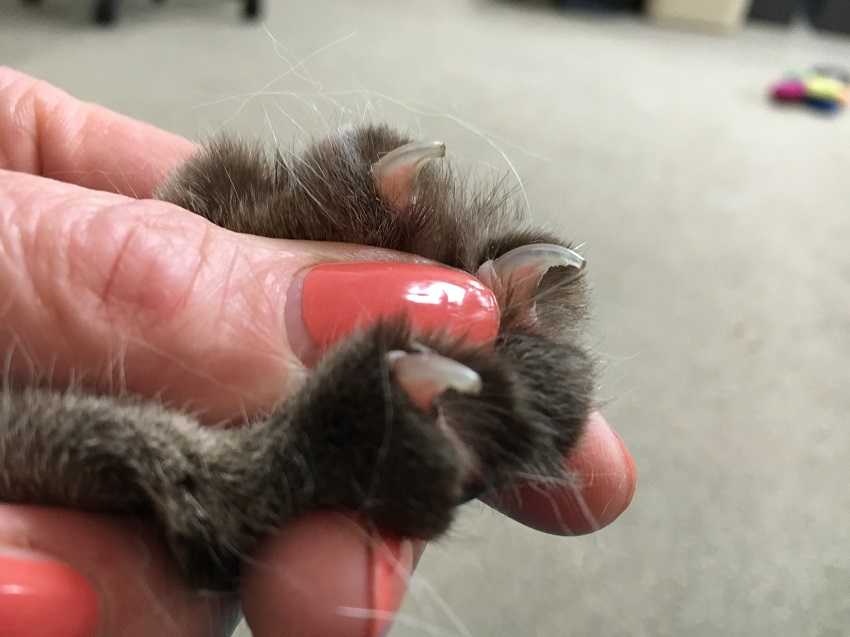 Сколько у кошки ногтей. Подстричь ногти коту. Подстригание когтей у кошек. Кошачий коготь.