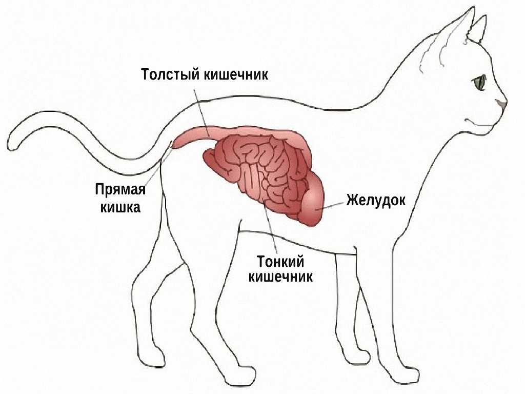 Кишечник собаки