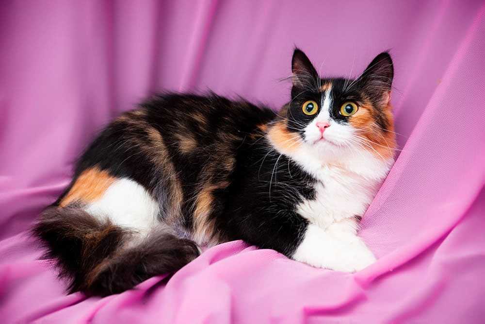 Пол трехцветного котенка. Британская длинношёрстная кошка трехцветная. Американская жесткошерстная кошка трехцветная. Сибирская кошка трехцветная.