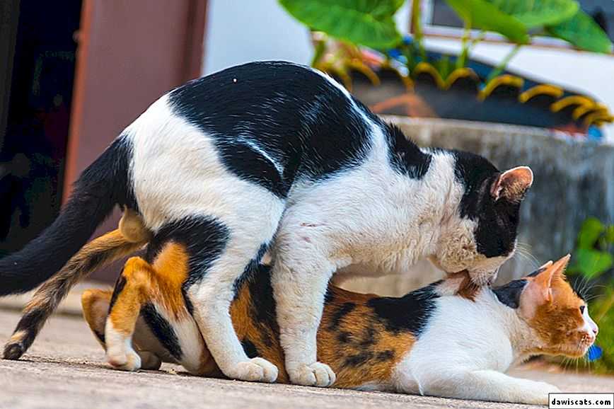 Вредно ли кошка. Коты размножаются. Кошки занимаются. Кошки плодятся. Спаривание кошек.