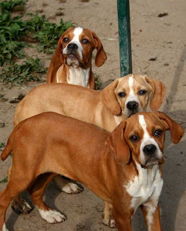 Собаки компаньоны породы собак. Португальский Пойнтер. Средние собаки. Короткошерстные собаки. Гладкошерстные собаки средних размеров.
