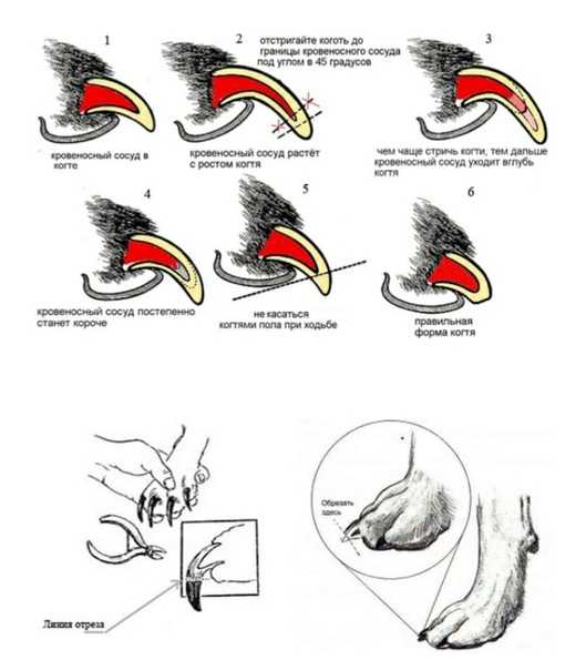 Как стричь когти собаке схема