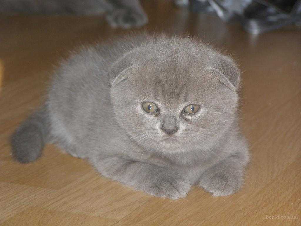 Имена для вислоухих кошек девочек. Вислоухий британец котенок. Котята Шотландские вислоухие ,Брит британские. Британский вислоухий котенок серый мальчик. Серый вислоухий котенок.