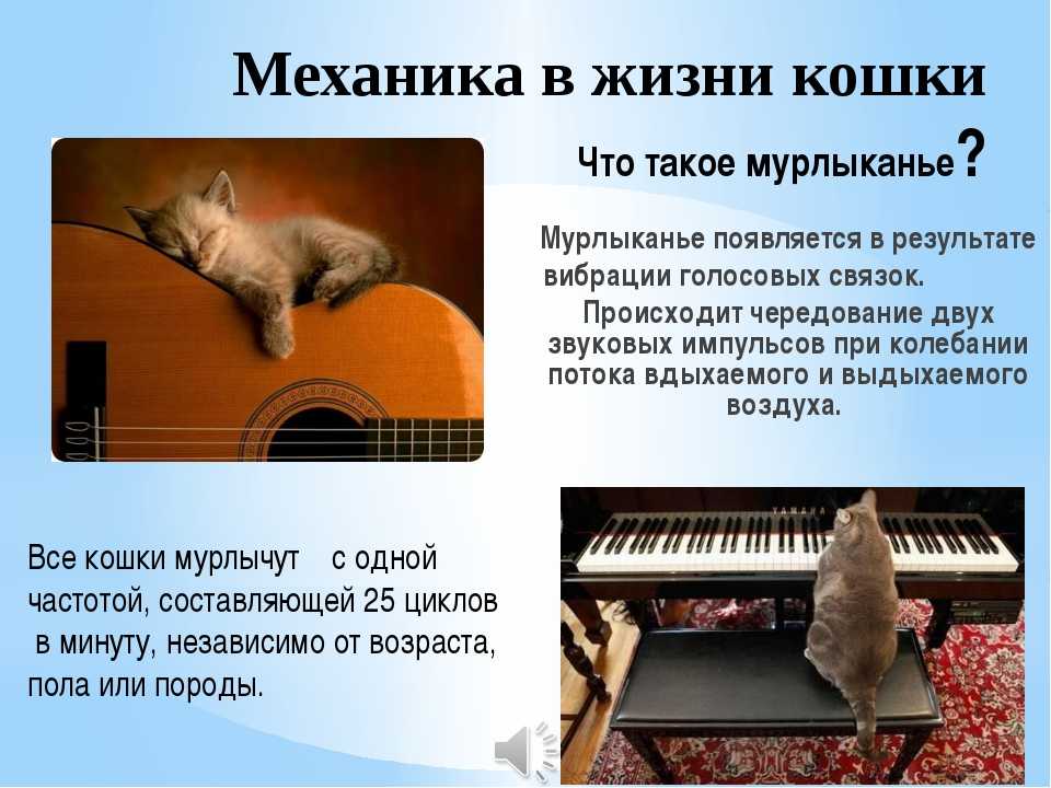 Почему кошки мурчат. Чем мурлыкают кошки. Кот мурчит что это значит. Почему кошки мурлыкают. Как коты мурлыкают механизм.