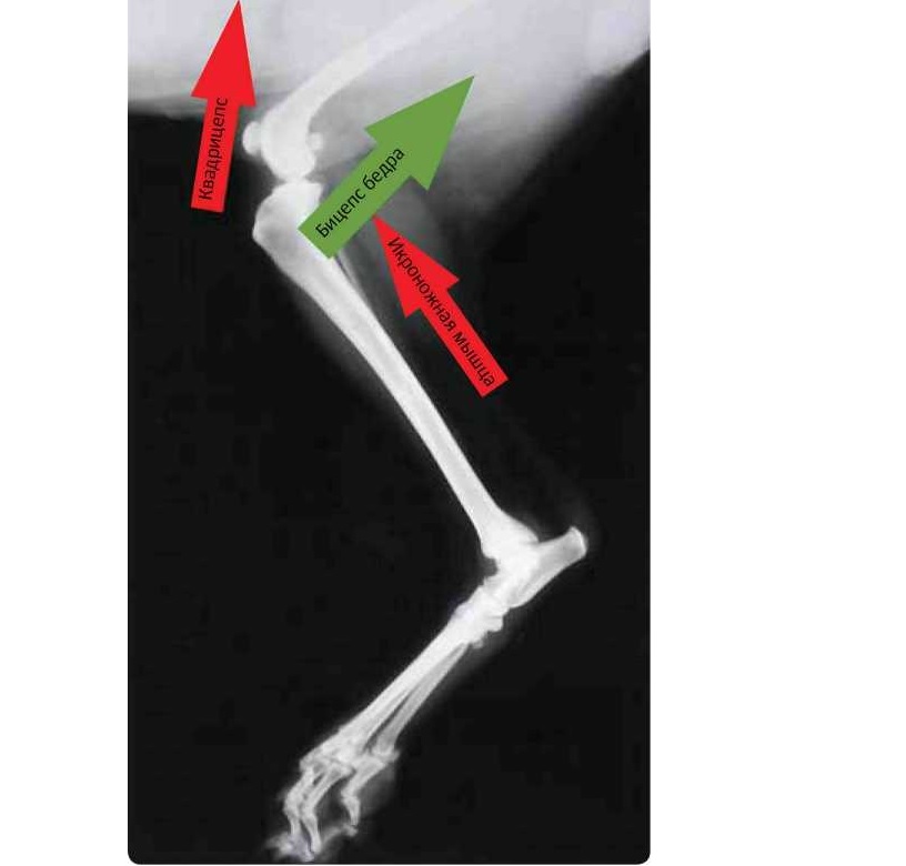 Подрезают ли связки собакам. Тройная остеотомия большеберцовой кости у собак. Отрыв гребня большеберцовой кости у собаки.