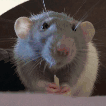 Крыса Дамбо Сиамская. Смешная мышь. Крыса улыбается. Мышка Живая.