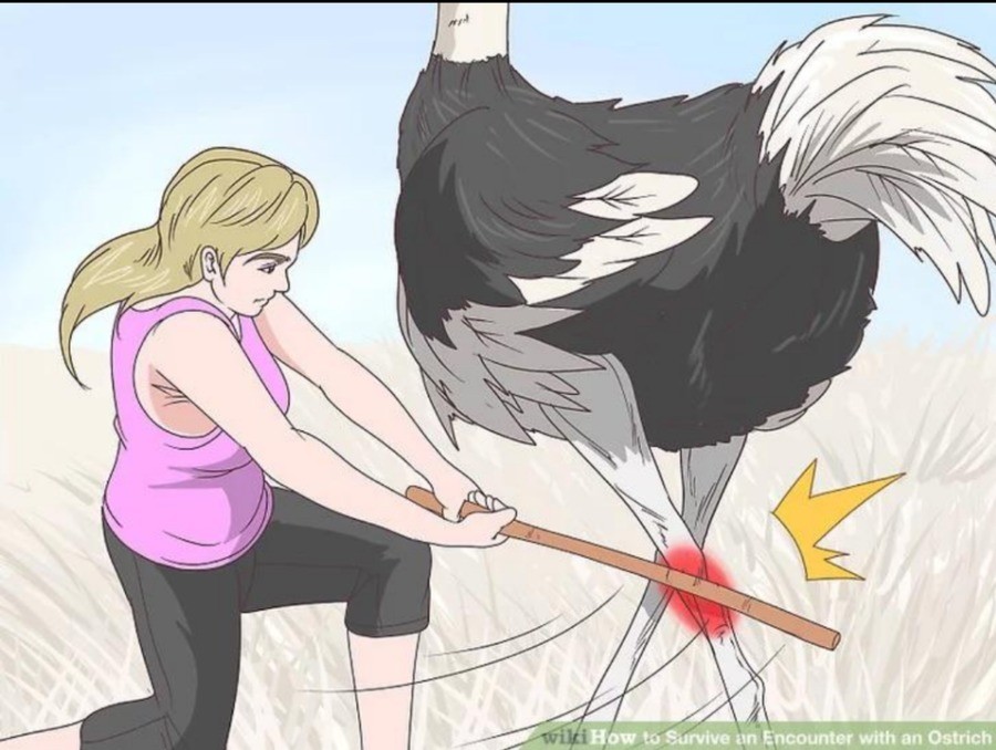 How to Beat an Ostrich. With Bunny and Ostrich. Острич друзья жж
