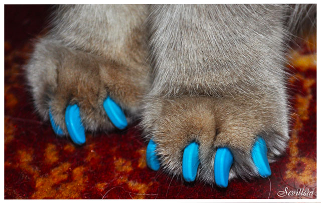 Сколько у кошки ногтей. Кошачий коготь. Выдирание когтей у кошек. Кошка на ногтях.