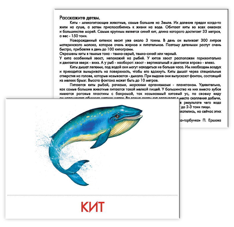 Почему кит зверь. Кит это рыба или зверь. Морские обитатели карточки для детей. Кит это рыба или животное. Синий кит это животное или рыба.