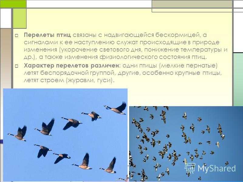 Почему птицы улетают зимой в теплые края. Сезонные перелеты птиц. Перелет птиц. Причины перелета птиц. Перелёты птиц связаны с.