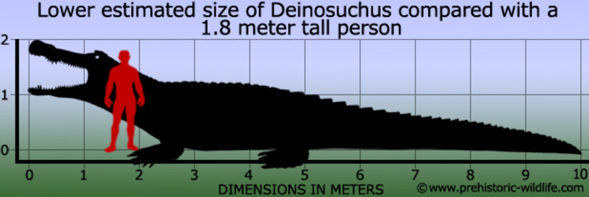 Метры по сравнению с человеком. Саркозух крокодил. Крокодил дейнозух. Императорский крокодил Саркозух. Сравнение размеров крокодил и человек.