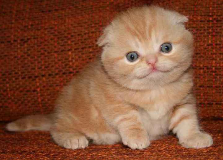 Как назвать вислоухого котенка. Скоттиш фолд рыжий. Скоттиш фолд рыжего окраса. Британец кот персик вислоухий. Рыжий вислоухий кот шотландец.