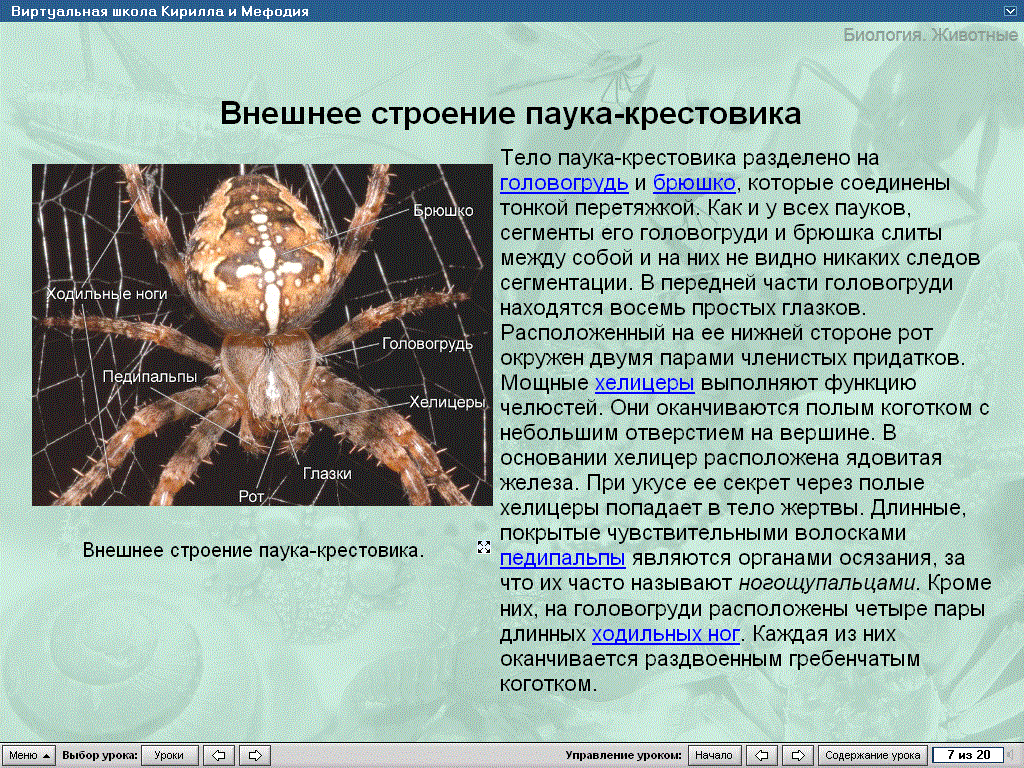 Сколько ходильных ног у паука крестовика