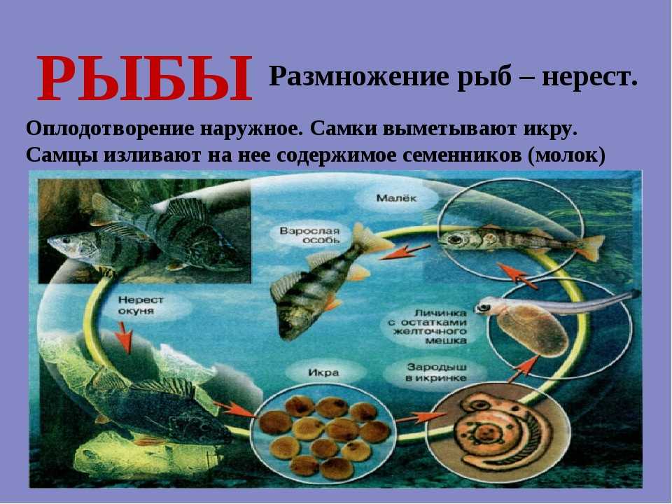 Размножение и оплодотворение не связано с водой. Наружное оплодотворение у рыб схема. Размножение рыб. Опишите размножение рыб. Размножение рыб кратко.