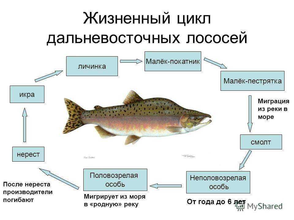 Сколько садится рыба. Жизненный цикл лососевых рыб. Цикл развития лососевой рыбы. Цикл жизни лососевых рыб. Жизненный цикл Атлантического лосося.