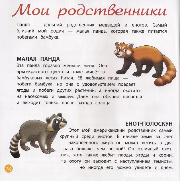 Родственник енота. Панда это медведь или енот. Красная Панда и енот родственники. Красная Панда это медведь или енот. Панды родственники енотов.