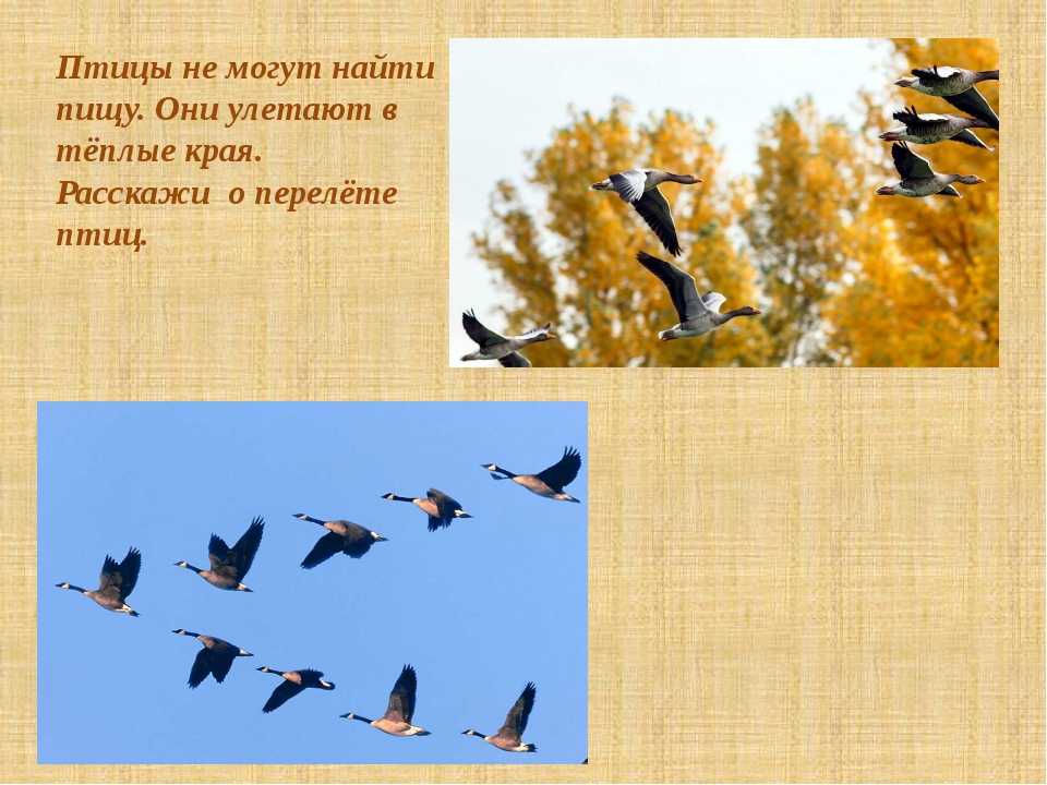 Когда появились перелетные птицы. Птицы улетают в теплые края. Улитаютпцицывтеплыекрая. Птицы уоетающие в тёплые края. Птички улетели в теплые края.