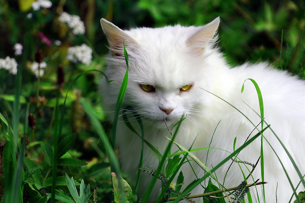 Музыка белая кошка. Кошка белая. Белая Дикая кошка. Белая кошка в лесу. Кошечка белая в лесу.