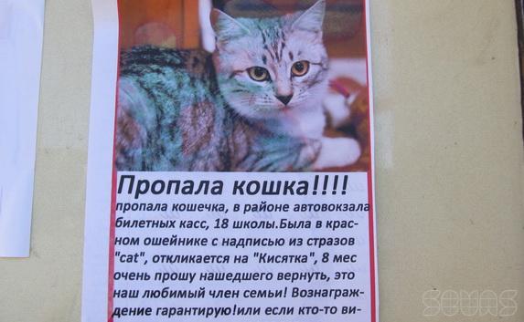 Как писать кошка