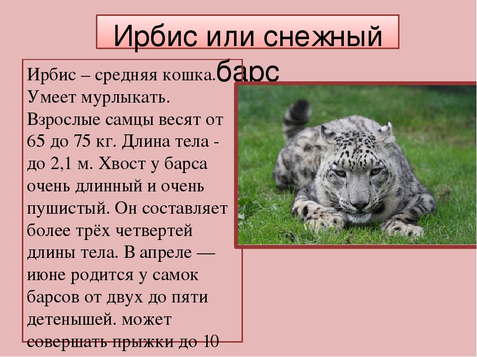 Сообщение о животном из красной 2 класс. Снежный Барс Ирбис красная книга. Снежный Барс Ирбис красная книга краткое описание. Ирбис снежные Барсы красная книга описание. Красная книга Ирбис 2 класс.