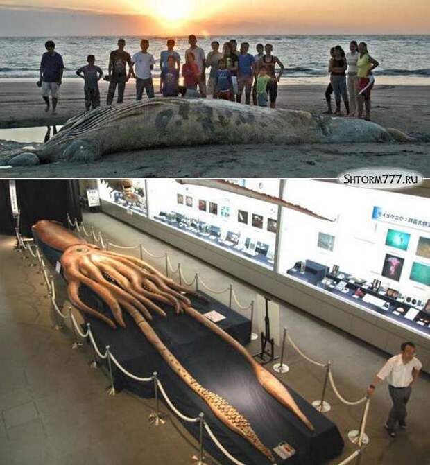 Самый большой в кальмар в мире фото