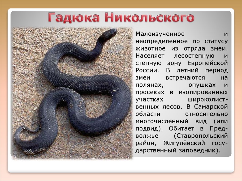 Змеи томской области список фото и названия