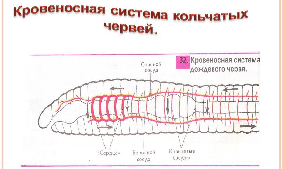Кольцевые сосуды дождевого червя. Схема строения кровеносной системы у кольчатых червей. Схема кровеносной системы дождевого червя. Кольчатые черви строение кровеносной системы. Строение кровеносной системы кольчатых червей.