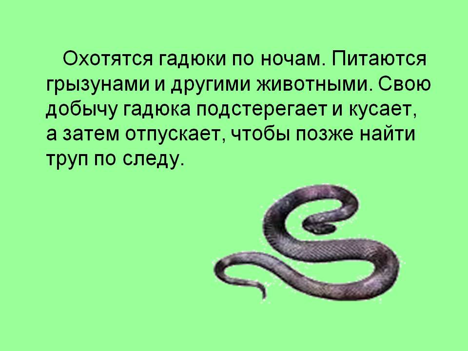 Класс змей. Гадюка презентация. Рассказ о змеи. Информация о гадюке.