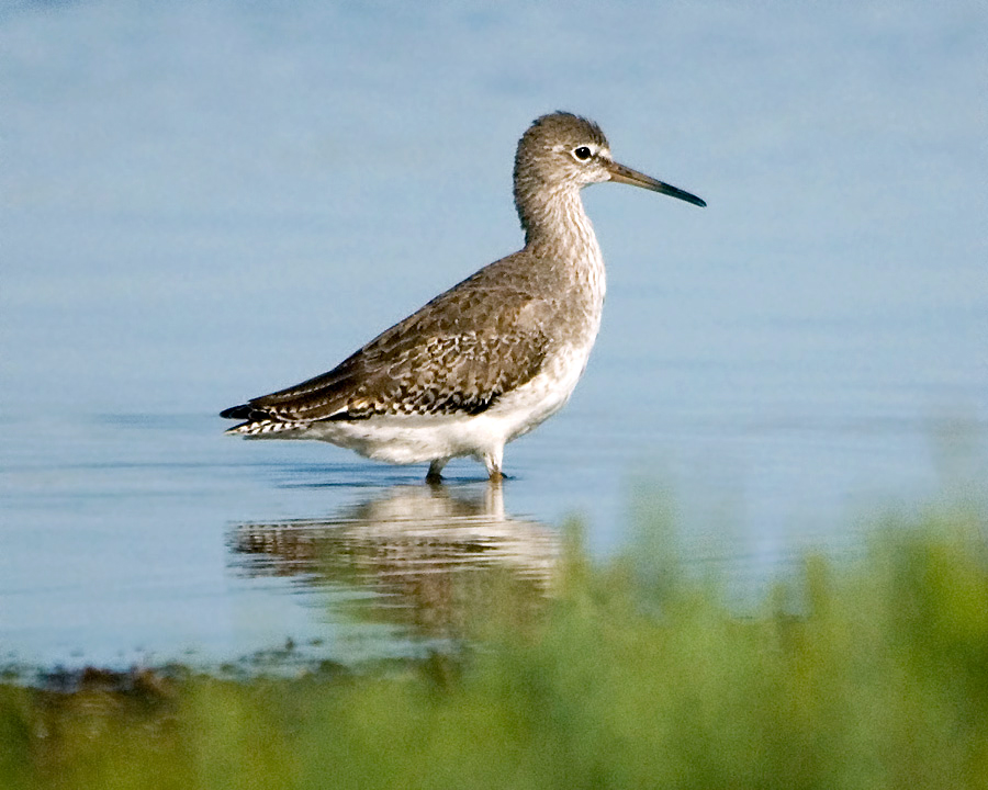 Водные 4 буквы