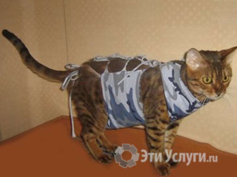 Как правильно надеть попону кошке после стерилизации фото