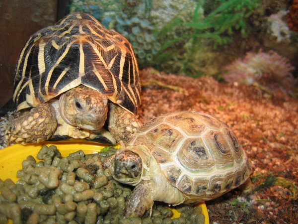Спячка сухопутной черепахи. Черепахи в зоомагазине. Зоомагазин черепахи Сухопутные. Черепаха в спячке. Черепахи домашние Сухопутные.