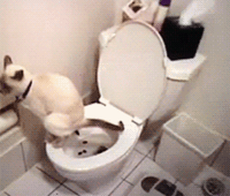 Сильно хотела в туалет видео. Веселый унитаз. Кот на унитазе.