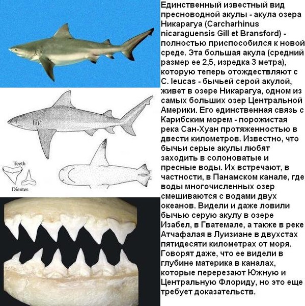 Веки акулы. Пресноводная акула. Разновидности акул. Виды пресноводных акул. Какие виды акул водятся.