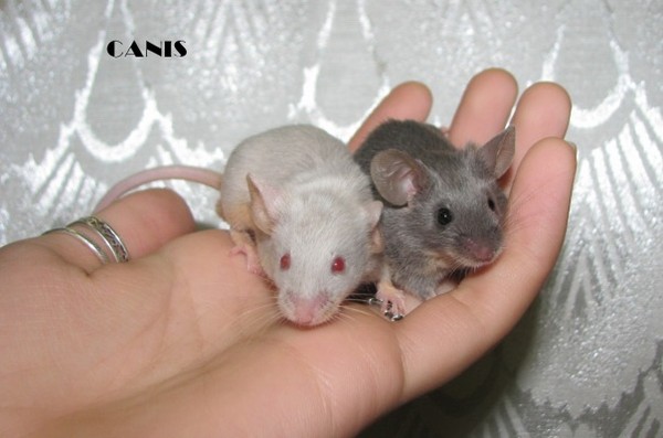 Как отличить мышь. Маленькая крыса и мышь. Мышки и крыски различия. Маленький крысенок и мышонок. Крысенок и мышонок отличия.