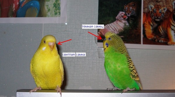 Как различить попугаев волнистых самка и самец фото
