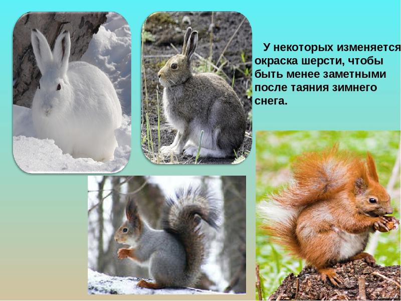 Изменение окраски животных. Изменения в жизни животных. Сезонная линька у животных. Животные меняющие окраску зимой. Сезонные изменения у животных.