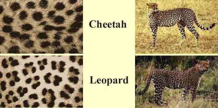 Гепард и леопард. Ягуар леопард гепард отличия. Окрас гепарда и леопарда. Гепард и леопард разница. Гепард и леопард отличия.