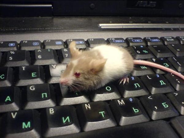 Мышка бегает по экрану для кошек. Убегающая от мышки кнопка. Мышь бегающая по всему экрану. Видео где бегает мышка