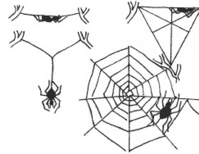 Паук сплел паутину как показано на рисунке. Ловчая сеть паука крестовика. Паук крестовик плетет паутину. Ловчая сеть паука схема. Паутина крестовика.