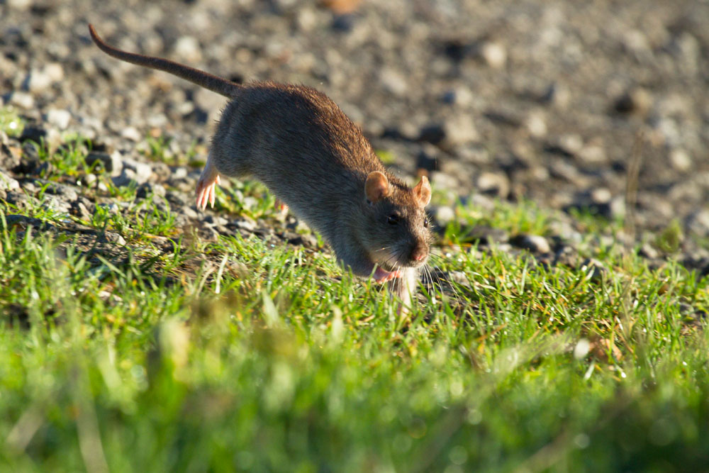 Мышки бегают видео для кошек и пищат. Мыши бегуны. Видео мышь бегает. Побег мышки. Мышка бежит фото.