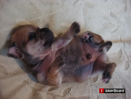 Как различить щенков по полу фото новорожденных