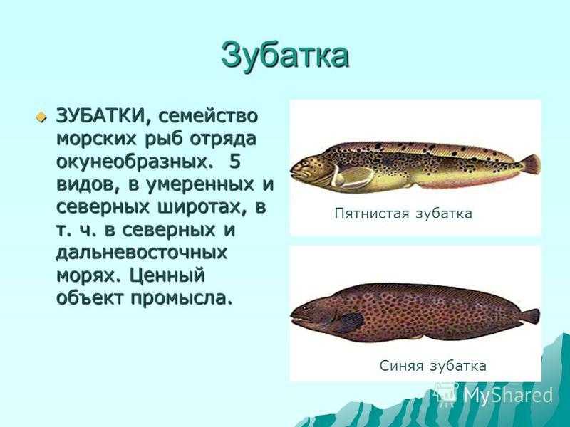 Зубатка описание рыбы