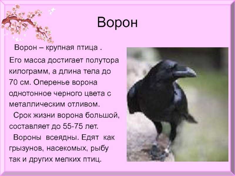 Ворон описание. Текст описание про ворону. Доклад о вороне 3 класс. Ворона описание птицы. Ворона описание для детей.