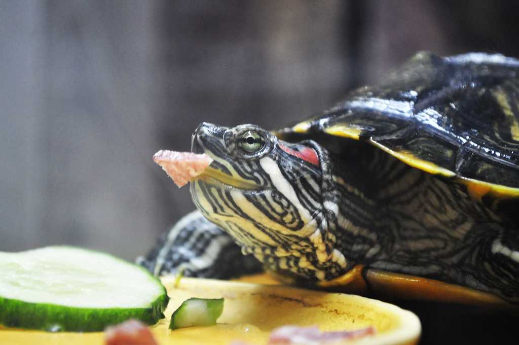 Чем можно кормить красноухую. Красноухая черепаха. Красноухая Болотная черепаха. Красноухие Черепашки. Южно Африканская красноухая черепаха.