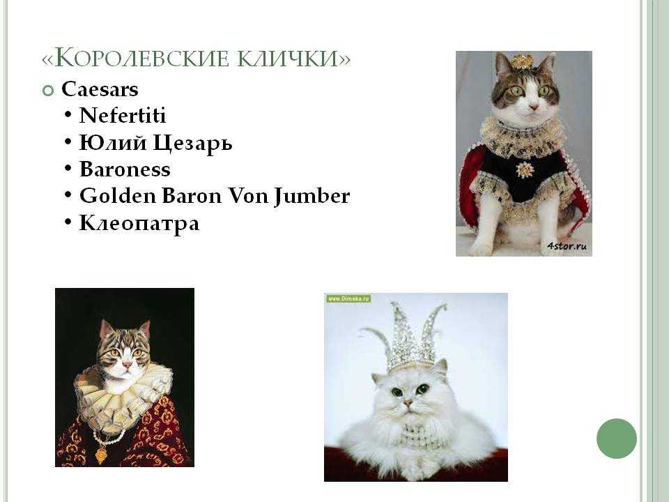 Имя для кошки с буквой с. Интересные клички для котов. Имена для кошек. Королевские клички. Королевские имена для кошек.